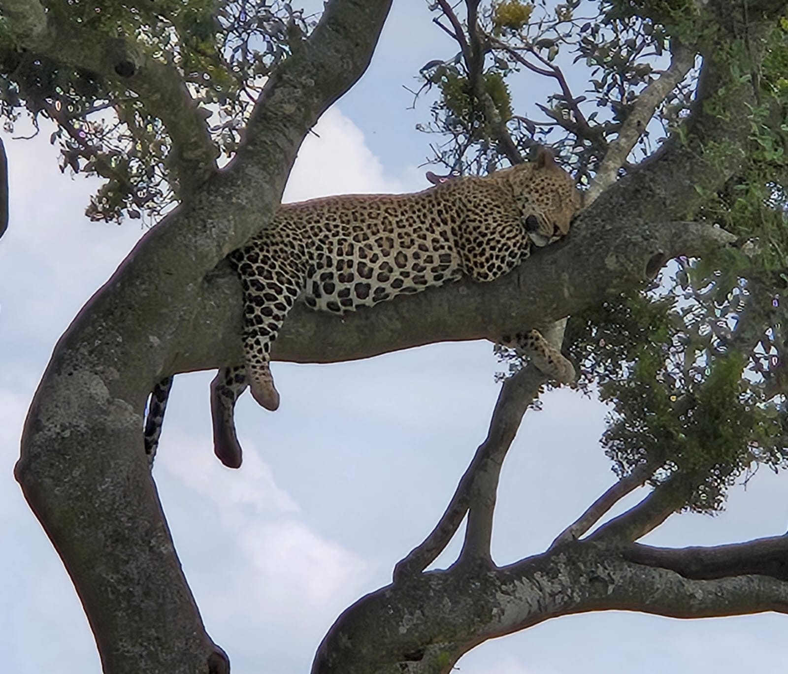 Tree Climbing cheetah