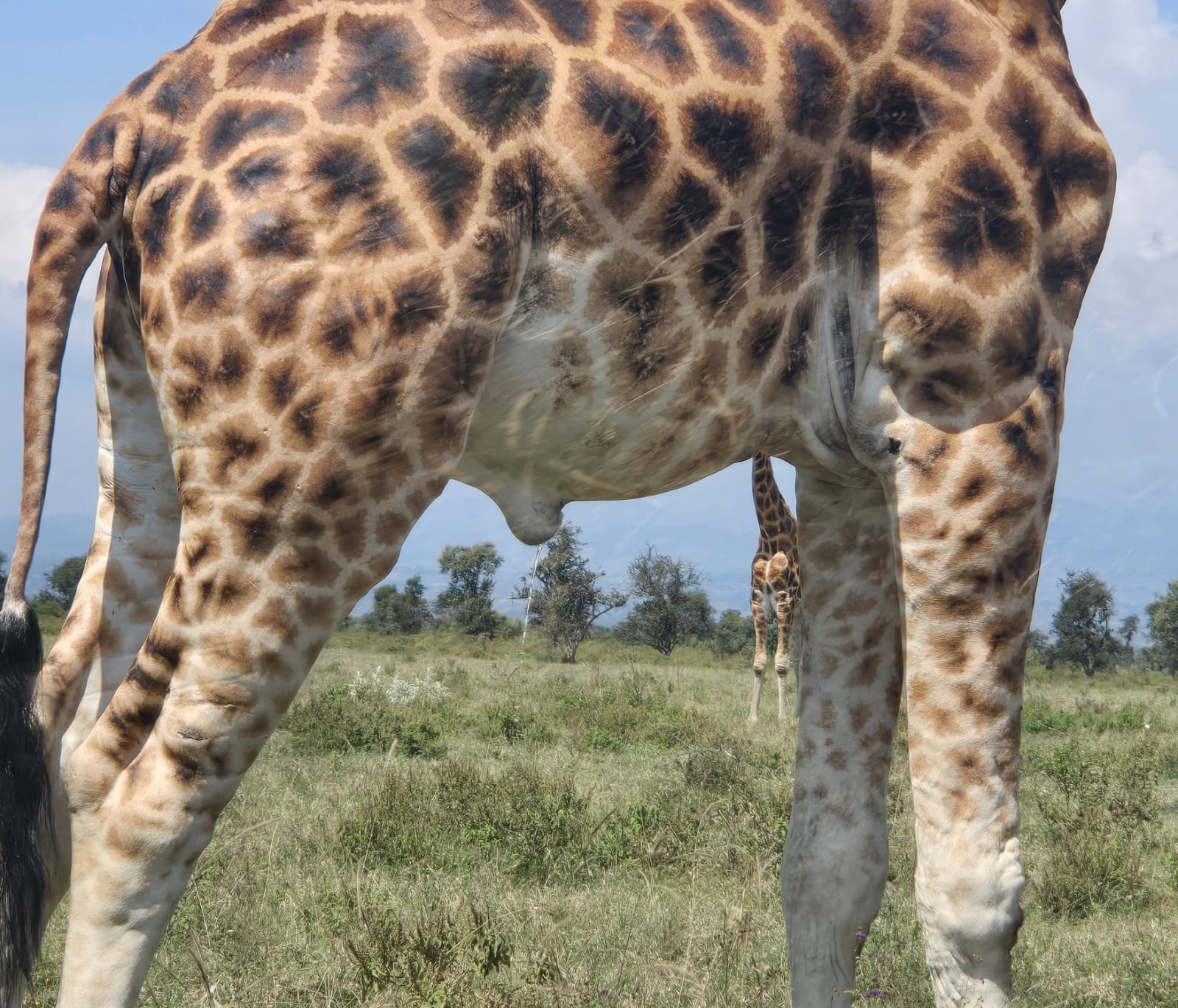 Giraffe
